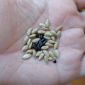 'Purple Jomon' Rice