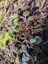 Lofthouse Claytonia Mix (Green & Red)