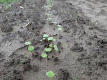 "Nova Scotia" Tartary Buckwheat