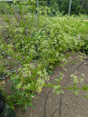 New for 2026 – Page 3 – Experimental Farm Network Seed Store