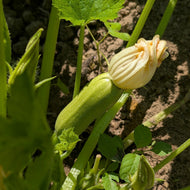 'Odesa Market' Summer Squash
