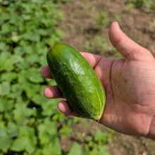 'Ukrainian Pickling' Cucumber