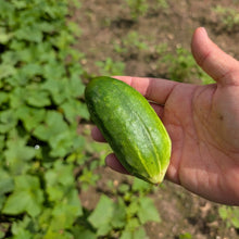 'Ukrainian Pickling' Cucumber