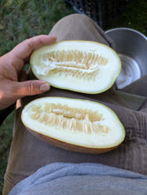 'Ukrainian Pickling' Cucumber