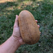'Ukrainian Pickling' Cucumber