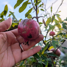 'Nana' Pomegranate (Dwarf)