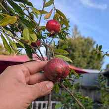 'Nana' Pomegranate (Dwarf)