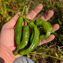 'Kkwanigochu' Pepper (Korean Spicy Shishito)