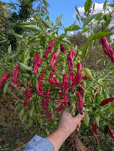 'Kkwanigochu' Pepper (Korean Spicy Shishito)