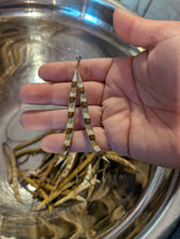 Mid-Atlantic Hopniss (American Groundnut)