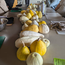 Maycock Squash (Yellow & White Population)