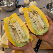 Maycock Squash (Yellow & White Population)