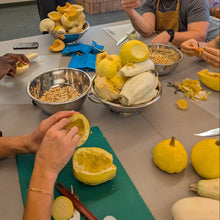 Maycock Squash (Yellow & White Population)