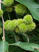 Clements Nursery Allegheny Chinquapin Chestnut Seeds