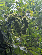 Hybrid Chinquapin Chestnut Seeds