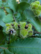 Hybrid Chinquapin Chestnut Seeds