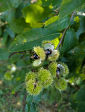 Clements Nursery Allegheny Chinquapin Chestnut Seeds