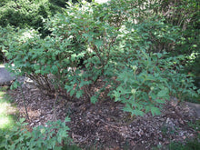 Tree Peony (Moutan Peony)