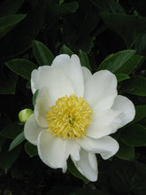 Chinese Peony (Garden Peony)