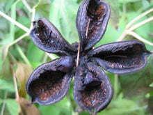 Tree Peony (Moutan Peony)