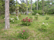 Tree Peony (Moutan Peony)