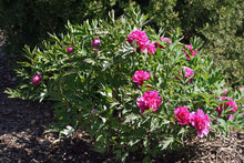 Tree Peony (Moutan Peony)