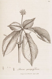 American Ginseng