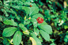 American Ginseng