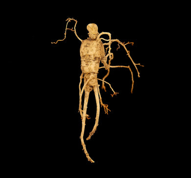 American Ginseng