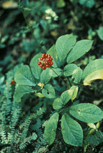 American Ginseng