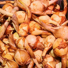 Appalachian Arrowhead (Katniss/Wapato/Duck-Potato)