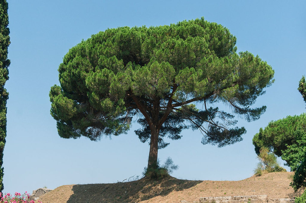 Italian Stone Pine (Pine Nut) – Experimental Farm Network Seed Store