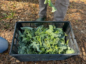 'Piracicaba' Broccoli