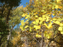 Quaking Aspen