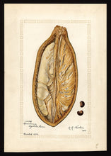 Senegalese Baobab