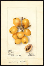 Loquat