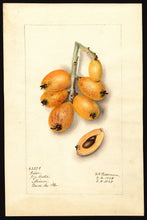 Loquat