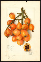 Loquat