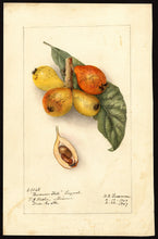 Loquat
