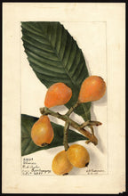 Loquat