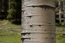 Quaking Aspen
