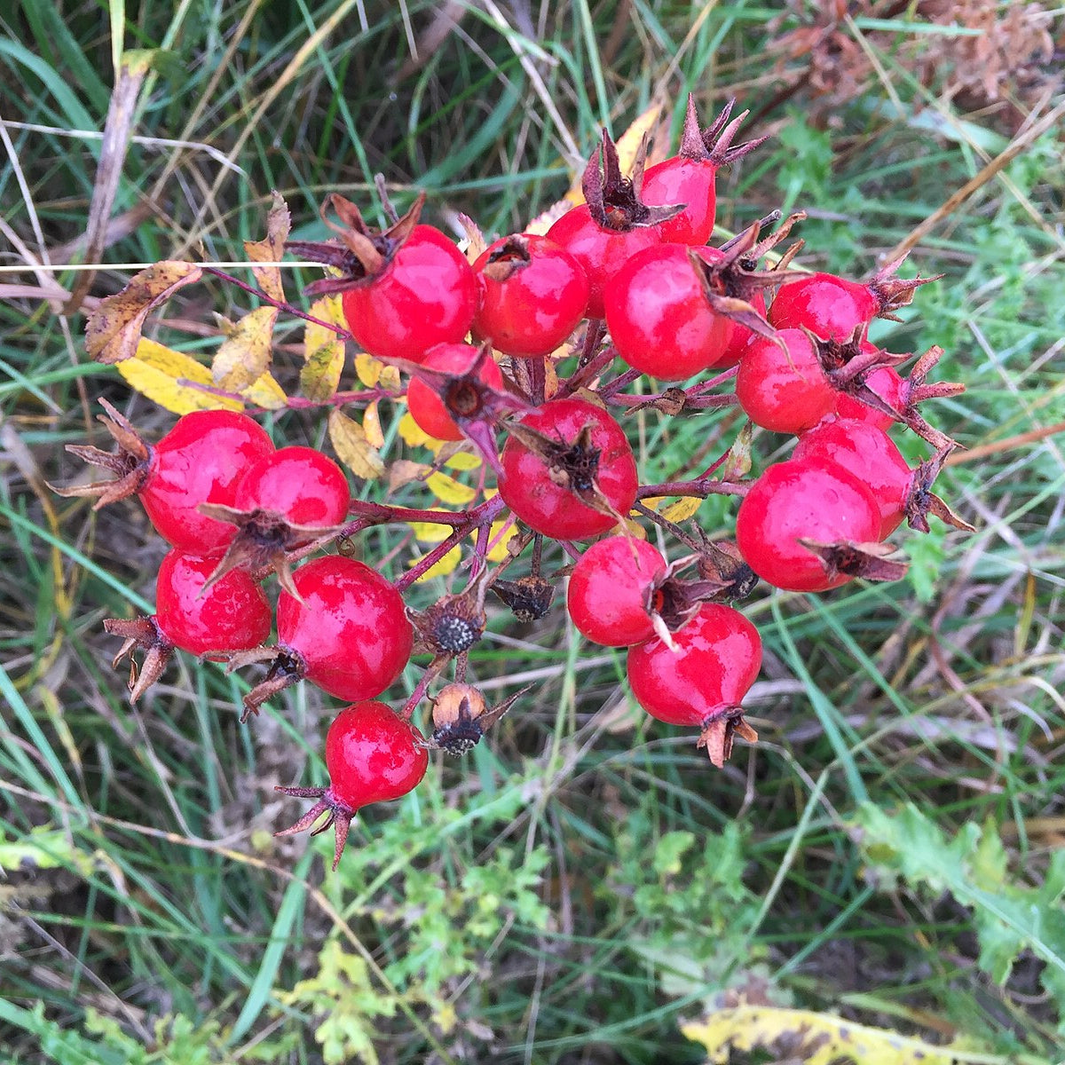 prairie rose seeds Prairie Rose – Experimental Farm Network Seed Store