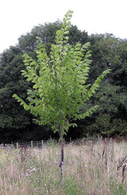 'Princeton' American Elm
