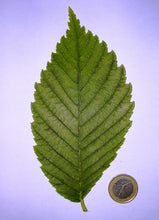 'Princeton' American Elm