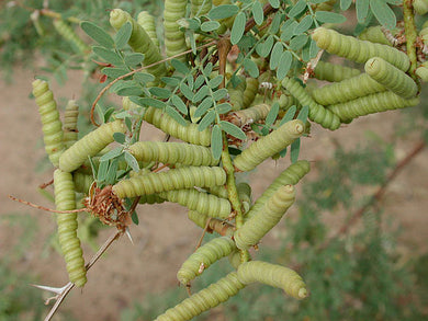 Screwbean Mesquite