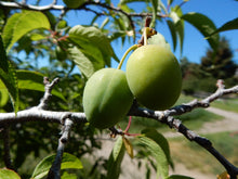 American Plum