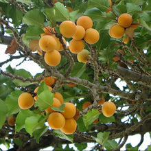 Manchurian Apricot