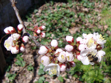Manchurian Apricot