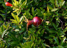 'Nana' Pomegranate (Dwarf)