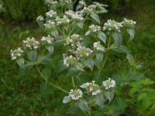 Clustered Mountain Mint